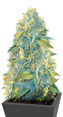 Auto Northern Light fem (Victory Seeds)