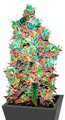 Cotton Candy Kush fem (Delicious Seeds)