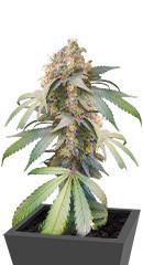 Gorilla fem (00 Seeds)