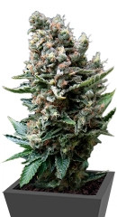 Nefertiti fem (Pyramid Seeds)