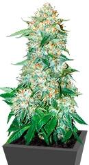 OG Kush fem (Bulk Seed Bank)