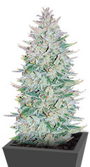 Original Auto OG Kush fem (FastBuds)