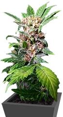 Purple Ryder auto regular (Joint Doctor)