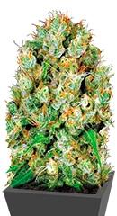 Sour Diesel fem (Bulk Seed Bank)