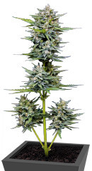 Vanilla Latte Auto fem (Humboldt Seed Company) семена конопли