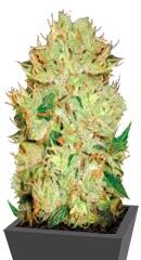 Auto Bigger Bud fem (Bulk Seed Bank)