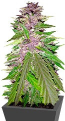 Bubba Gum Auto (Bubba - Yum auto) fem (Dr. Krippling Seeds)