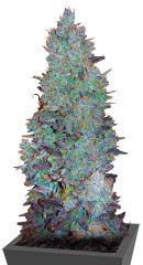 Choco Thai Auto fem (Herbies Seeds) семена конопли