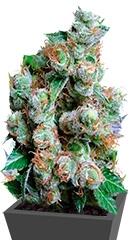 NBA Diesel fem (Bulk Seed Bank)