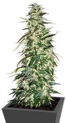 Puna Budder regular (TH Seeds)