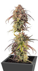 Purple Punch fem (Barney's Farm)