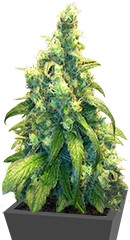 Red Dragon fem (Barney's Farm)