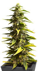 Sour Diesel Auto fem (Herbies Seeds)