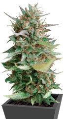 Strawberry Blue fem (World of Seeds)