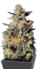 White Domina Max Auto fem (Kannabia Seeds)