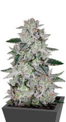 Sweet Valley Kush fem (GHS)