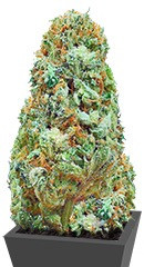 Amnesia Ganja Haze regular (Sumo Seeds)