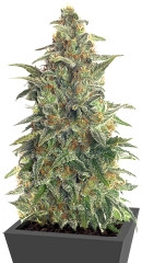 Chu Valley auto fem (Russian Genetic)