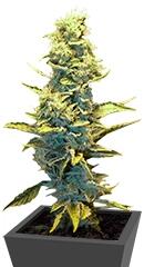 Fruit Autoflowering fem (Dinafem Seeds)