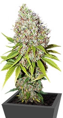 Ice fem (Nirvana Seeds)