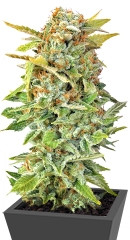 Pato #1 fem (Kannabia Seeds)