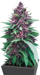 Shaman fem (Dutch Passion)