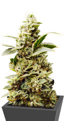 Siberian Haze fem (Kalashnikov Seeds)