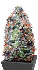 Купить сорт Waist Deep Auto