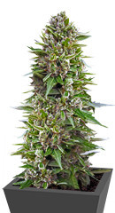 Auto Northern Lights XXL fem (00 seeds)