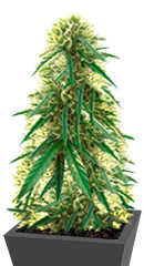 Choco Bud fem (Vision Seeds)