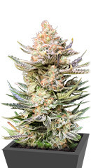 Moby Delicious fem (Delicious Seeds) семена конопли