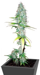 Afghani #1 regular (Sensi Seeds)