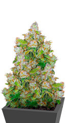 Auto Lemon Kix (Auto Lemon Zkittle) fem (Dutch Passion)