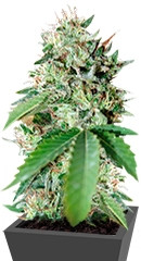 Brazil Amazonia fem (World of Seeds)