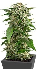 Bubba Kush Autoflowering fem (Dinafem Seeds)