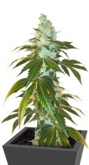 Flashberry reg (Mandala Seeds)