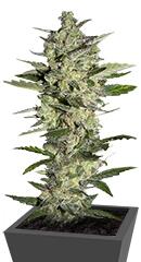 Flowerbomb Kush fem (Strain Hunters)