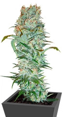 White Russian fem (Serious Seeds)