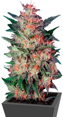 White Widow fem (Dutch Passion)