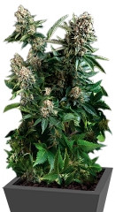 White Widow fem (Pyramid Seeds)