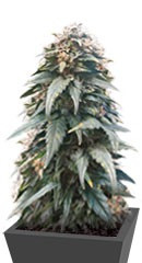 Ogre Auto fem (Doctor’s Choiсe)