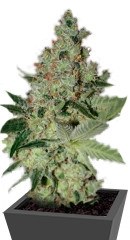 Acid fem (Paradise Seeds)