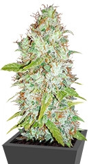 Afghan Kush X Skunk fem (World of Seeds)