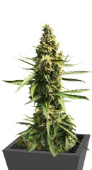 Ak Skunk Auto fem (Kalashnikov Seeds)
