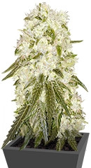 Bad Azz Kush fem (Barney's Farm)