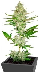 Candy Kush Express (Fast Flowering) fem (RQS)