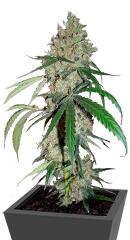 Chocolope fem (DNA Genetics)