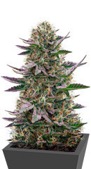 Cookies USA fem (Pyramid Seeds)