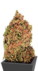 Dream Machine fem (Heavyweight Seeds)