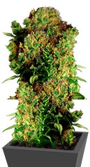 Dutch Dragon fem (Paradise Seeds)